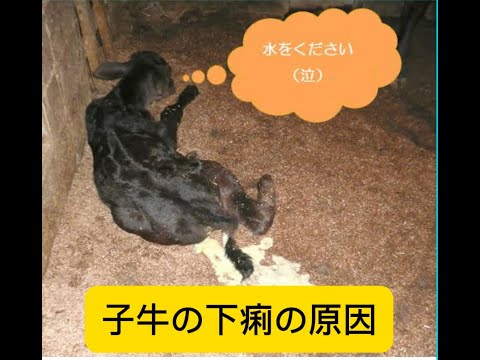 , title : '【下痢】哺乳期子牛の下痢の原因（感染性下痢）'