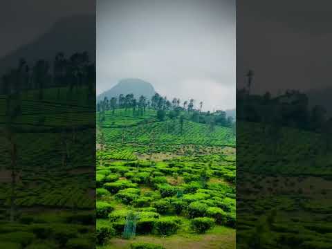 Wayanad😍⛰️#Noofaspeace#Viral#nature