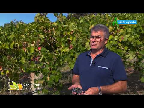 Puntata del 3/10/21 – 2° parte –  Lambrusco: vendemmia quasi dimezzata