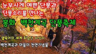 봉화 백천단풍축제 -눈부시게 예쁜 단풍과 단풍소리를 만나는 봉화 백천계곡 단풍축제