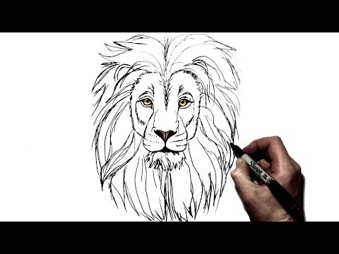 How to Draw a Lion | Step by Step - YouTube
