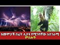 ሳትሞቱ ሊታዩ የሚገባቸው አስገራሚ ምስሎች Amazing Things Zena Addis Don