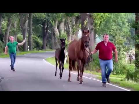 Hengstfohlen Despacito x Dollmann x Damenstolz