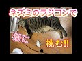 窮鼠猫を噛む