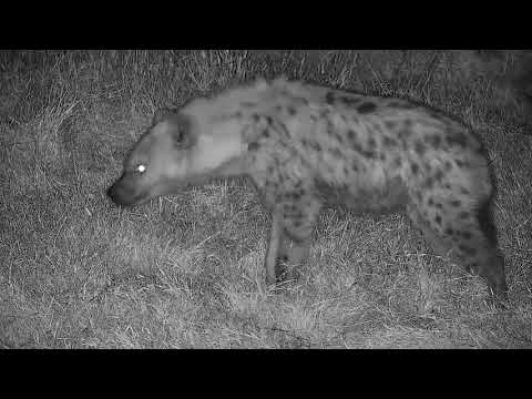 Djuma: Two  Hyenas investigating earlier kill site-one lays in the field - 02:22 - 09/12/21