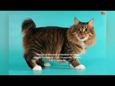 Types of Cats Around the World | Part 2 | American Bobtail
