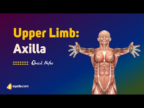 Upper Limb: Axilla | Boundaries and Surfaces | Anatomy