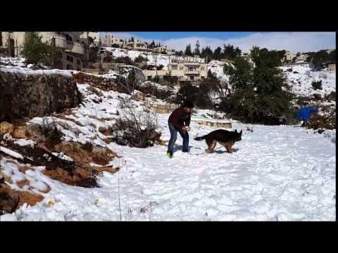 Sezar our German Shepherd