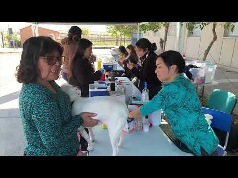 Seremi de Salud O’Higgins y Municipalidad de Rancagua realizan vacunación antirrábica