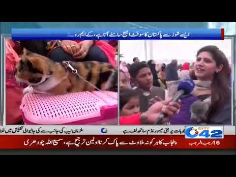 Cat Show Arranged For Celebration Of Jashan e Baharan