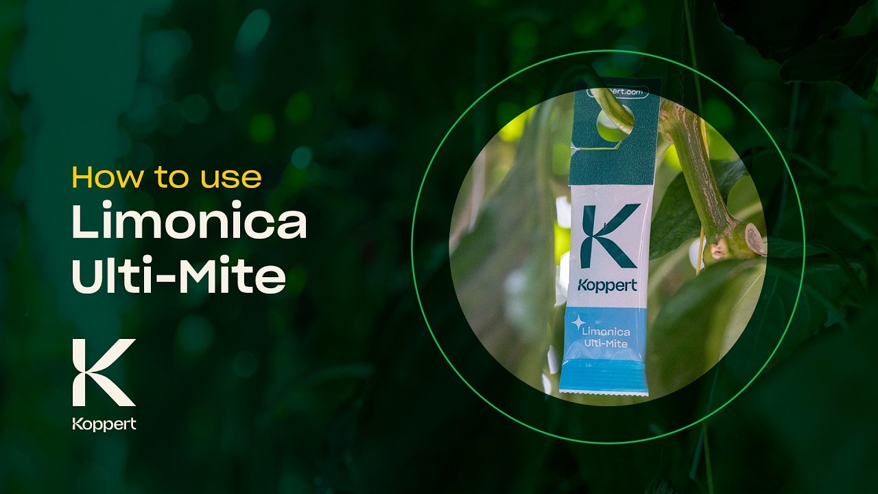 Video preview poster