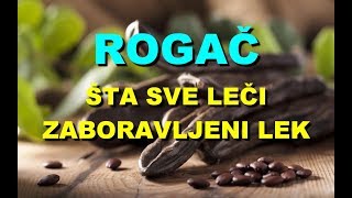 Rogač- šta sve leči zaboravljeni lek