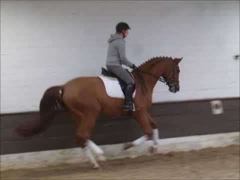 STRADIVARI 6j. v. Stoiber SN - De Niro VB 8.500,- Euro