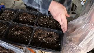 Planting Rabbit Forage - Testing Seeding Rates