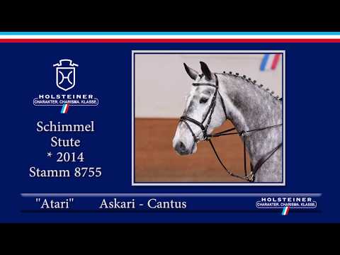 Holsteiner Frühjahrsauktion 2020 - Nr. 102 Atari v. Askari - Cantus
