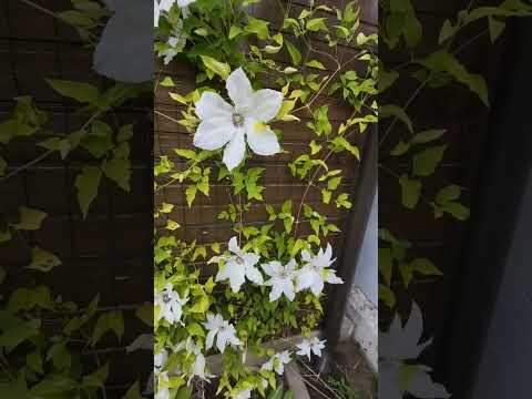 Клематисы Beautiful Bride и Innocent Blush