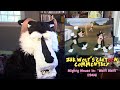 Zak Wolf S Cartoon Commentary Mighty Mouse In Wolf Wolf