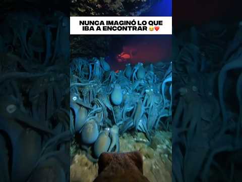 Un investigador siguió a un pulpo con una cámara y acabó encontrando una fiesta de pulpos.