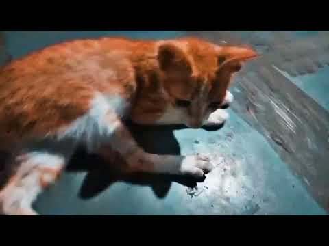 Kitni masum hai meri kitty 🐈#animals #cat #cutecat #beautifulcat #kitten