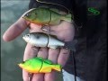 Half Mirror Tanago