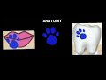 Blue S Clues How To Draw 3 Clues From Anatomy