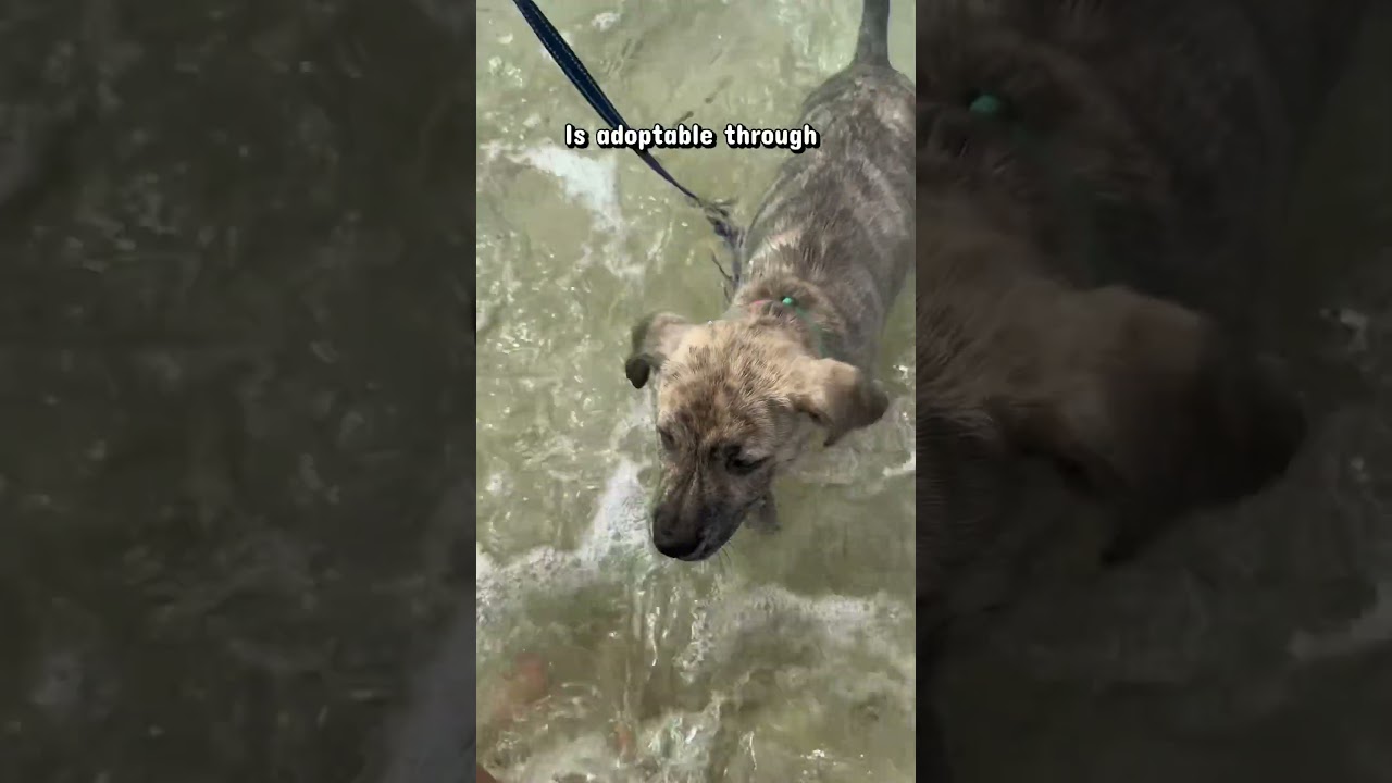 Rukus, a ADOPTABLE mixed breed in Milton, FL video 5/5