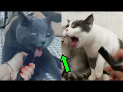 The voice of the comb made the cats vomit - Funny Pet Videos Compilation