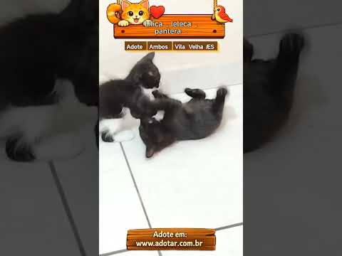 Vídeo de Lilica, leleca, pantera. 
