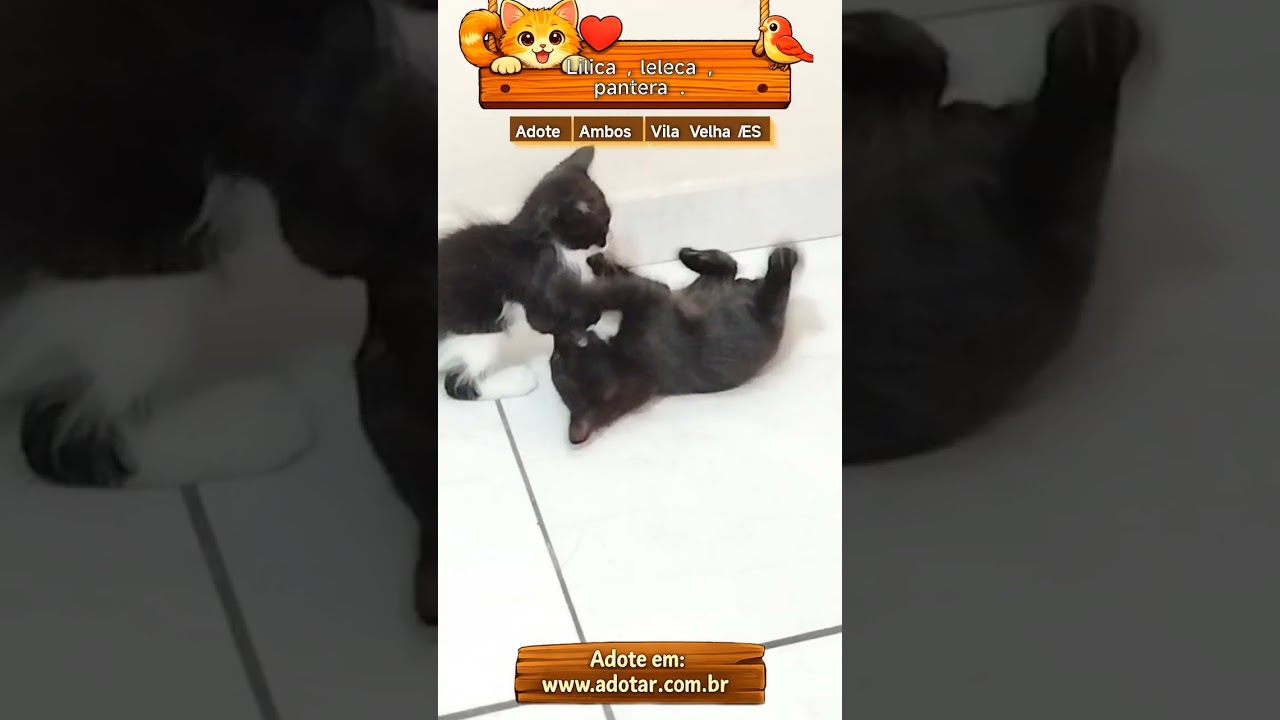 Gato raça SRD-ViraLata idade 2 a 6 meses nome Lilica, leleca, pantera. 