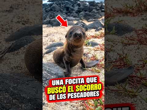 Unos pescadores ayudaron a una pequeña foca. #shorts  #animales #datoscurisos #curiosidad