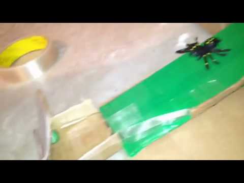 Halloween Marble Run!!