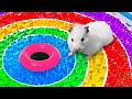 DIY Hamster Maze with Orbeez | Rainbow Pool