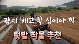 감자 캐고 꼭 심어야 할  텃밭 작물 추천 추석때 수확하기