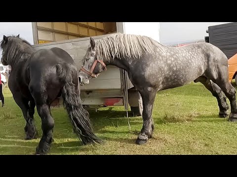 Marius's Stallions from Voitinel-Bucovina 2022