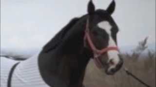 EL FRENITO - GRUPO LABERINTO