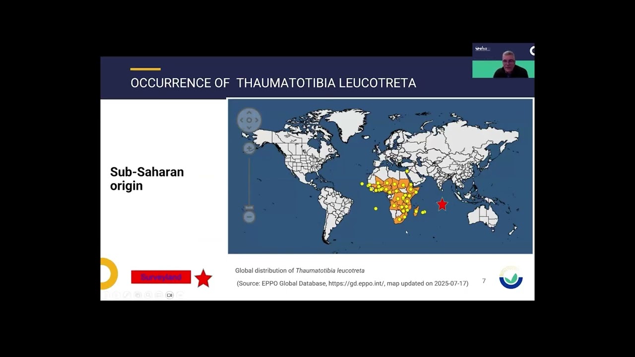 Statistically sound survey of Thaumatotibia leucotreta - Spanish subtitles