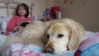 How an autism assistance dog helps