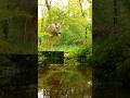 Beautiful Deer Villagelifestyle Nature Gao Forest Deer Please Friends Like Subscribe