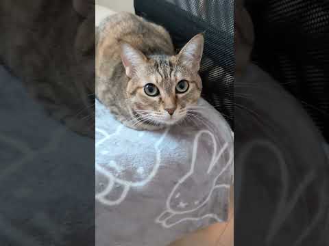 実家に帰ると爆食爆睡で体重すぐ増えちゃうし戻らない　 #猫 #cat
