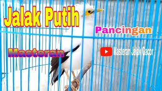 Download lagu Jalak Putih Gacor Nembak - Masteran Jalak Putih Gacor Suara Keras Jalak Lain Pasti Nyaut mp3 Download lagu Jalak Putih Gacor Nembak - Masteran Jalak Putih Gacor Suara Keras Jalak Lain Pasti Nyaut mp3