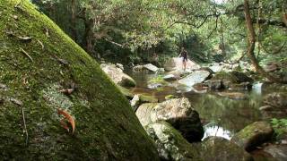 preview picture of video 'Fabulous Fly Fishing - Daintree Rainforest Australia'