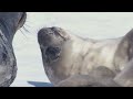 Two-Week-Old Seal Learns to Swim | Animal Super Parents | BBC Earth