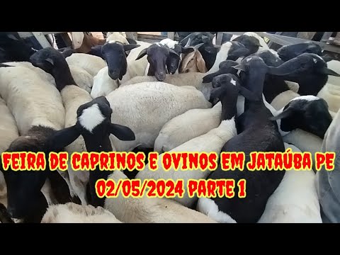 Feira de caprinos e ovinos Em Jataúba PE 02/05/2024/ parte 1