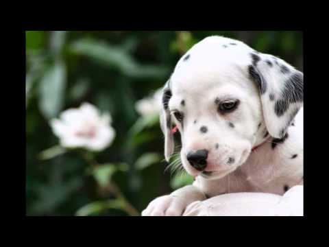 Pas je covekov najbolji prijatelj