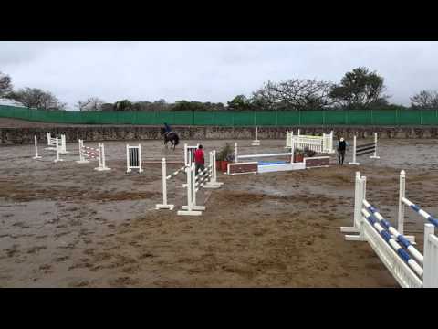 Diaura, 5 yo mare Diarado x Acobat II x Casini