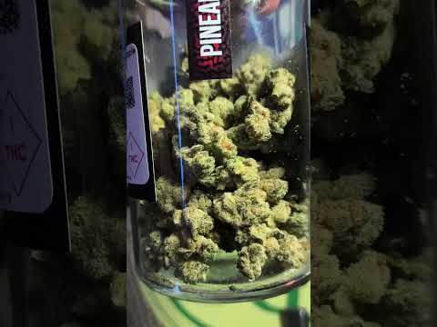 Seed Junky Pineapple FRUZ! (Sativa)