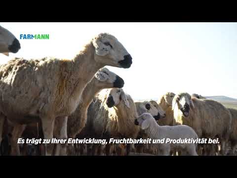 , title : 'Schafe und Ziegen auf die gesunde Schwangerschaft vorbereiten SCHAFSOL SHEEP GOAT / FARMANN'