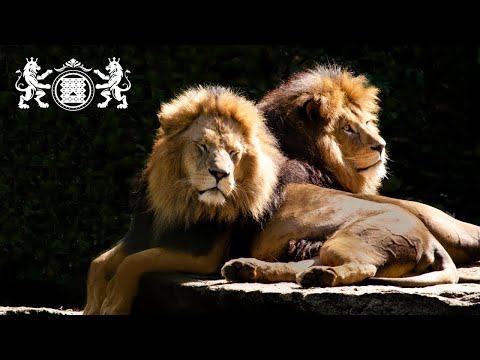 [VioliNowyDom] #4 Przekazy: Lwy. Samodzielność [NAPISY]