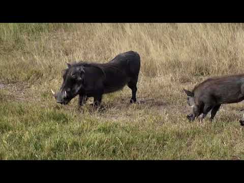 Djuma: Warthog family - 06/11/18