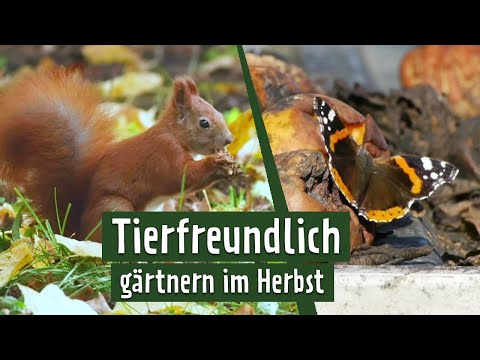 Ein unaufgeräumter Garten bietet Tieren Futter | MDR Garten